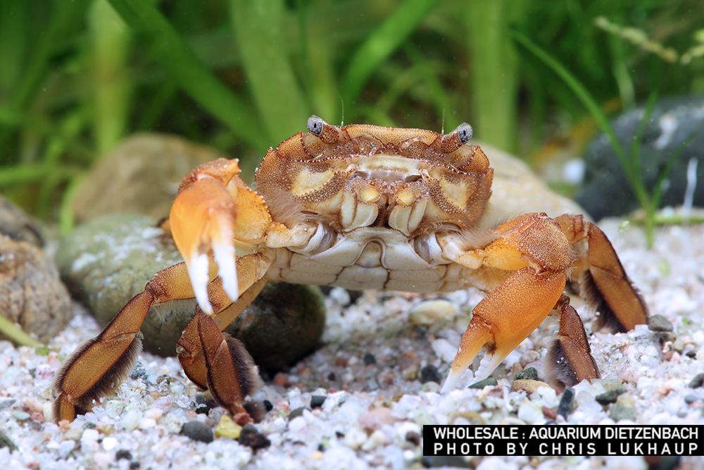 Varuna litterata - Pelagische Uferkrabbe