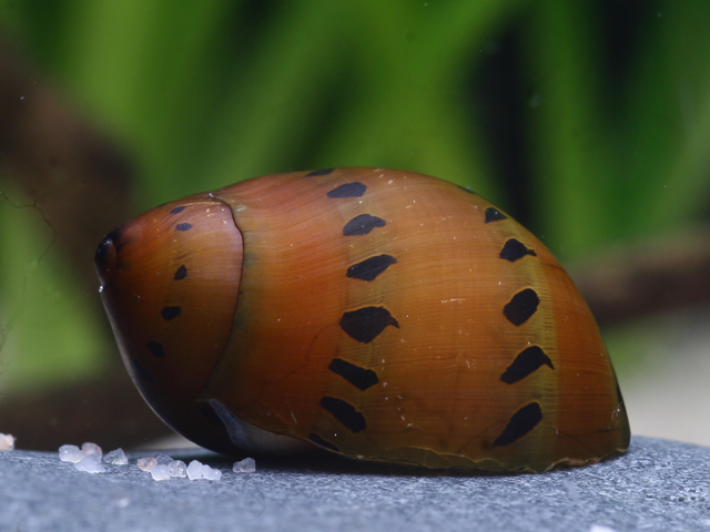 Vittina semiconica - Orange Track Rennschnecke