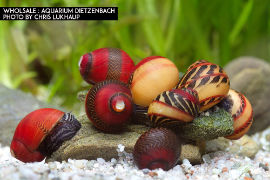 Vittina waigiensis - Rote Rennschnecke