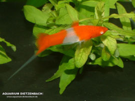 Xiphophorus helleri - Koi Schwertträger