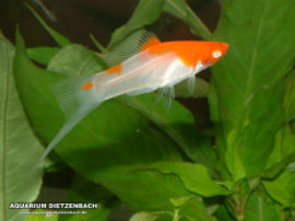 Xiphophorus helleri - Koi Schwertträger