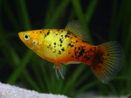 Xiphophorus maculatus - Platy Gold Calico