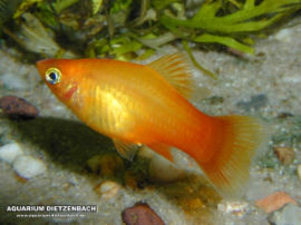 Xiphophorus maculatus - Gold