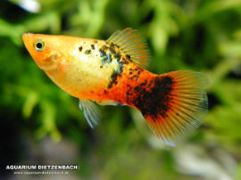 Xiphophorus maculatus - Gold Calico