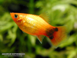 Xiphophorus maculatus - Gold Glühlicht Micky Mouse