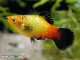 Xiphophorus maculatus - Gold Glühlicht Waigtail