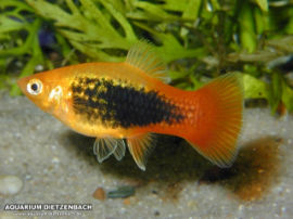 Xiphophorus maculatus - Gold Tuxedo