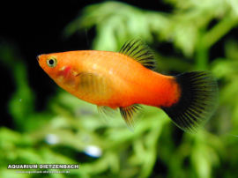 Xiphophorus maculatus - Gold Waigtail