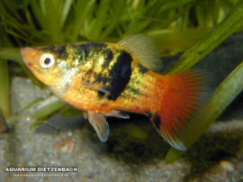 Xiphophorus maculatus - Golden Dusk