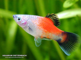 Xiphophorus maculatus - Red top