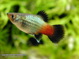 Xiphophorus maculatus - Regenbogen