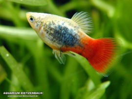 Xiphophorus maculatus - Balu Tuxedo Firetail