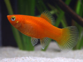 Xiphophorus maculatus - Rot