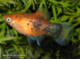 Xiphophorus maculatus - Rot Calico