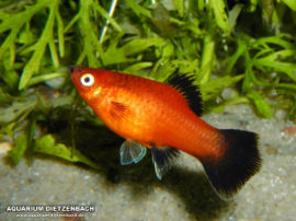 Xiphophorus maculatus - Rot Waigtail