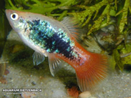 Xiphophorus maculatus - Weiß Rotschwanz Tuxedo