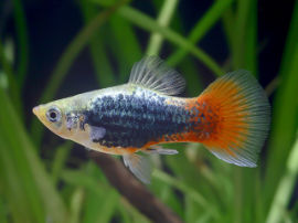Xiphophorus maculatus - Platy Blau Tuxedo Firetail