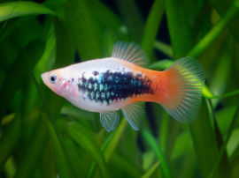 Xiphophorus maculatus - Platy Weiß Rotschwanz Tuxedo