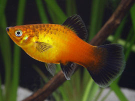 Xiphophorus maculatus - Platy Gold Wagtail