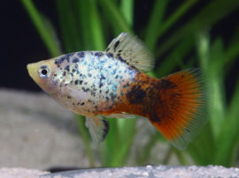 Xiphophorus maculatus - Platy Blau Calico