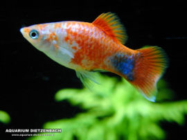 Xiphophorus maculatus - Neue Platys