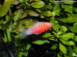 Xiphophorus maculatus - Bleeding Heart Platy