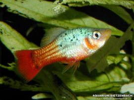 Xiphophorus maculatus - Papageienplaty blau