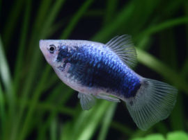 Xiphophorus maculatus - Platy Blaumetalllic Tuxedo