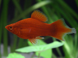 Xiphophorus maculatus - Platy Korallen Pinselschwanz Rot Spezial