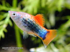 Xiphophorus maculatus - Blaumetallic Tuxedo