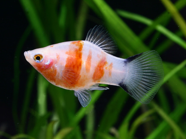 Xiphophorus maculatus - Platy Bleeding Heart