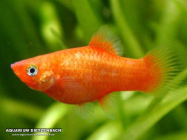 Xiphophorus maculatus - Glühlicht Orange