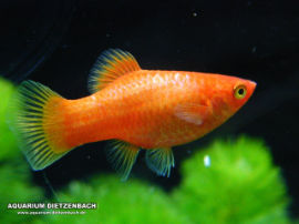 Xiphophorus maculatus - Glühlicht Orange