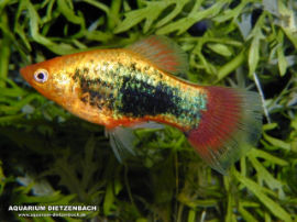 Xiphophorus maculatus - Glühlicht Orange Tuxedo