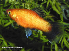 Xiphophorus maculatus - Glühlicht Orange Waigtail