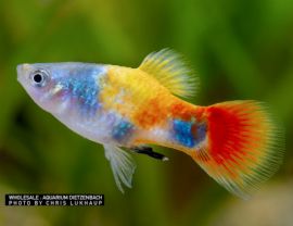 Xiphophorus maculatus    - Platy "Blue Butterfly Micky Mouse" 