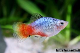 Xiphophorus maculatus