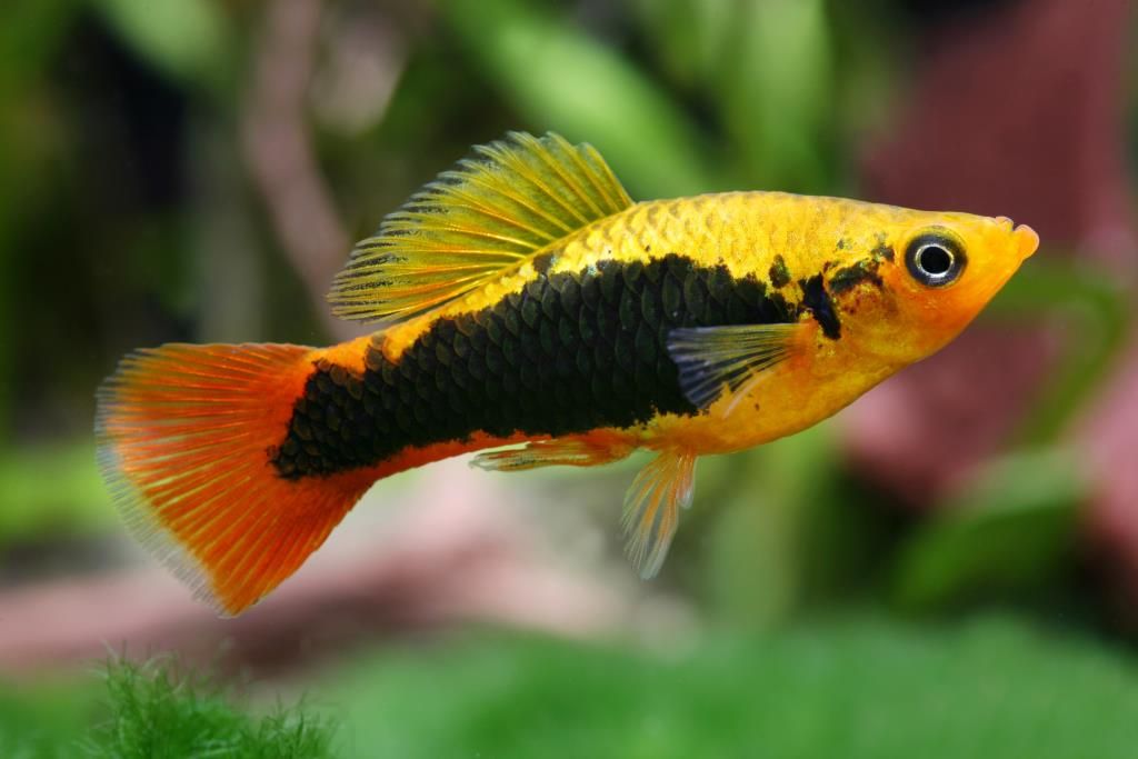 Xiphophorus variatus - Variable Platy Xiphophorus variatus - Variable Platy