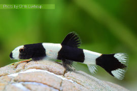 Yaoshania pachychilus - Panda Schmerle