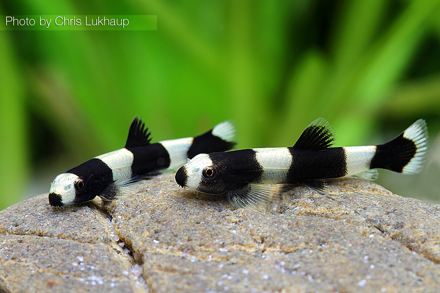 Yaoshania pachychilus - Panda Schmerle Yaoshania pachychilus - Panda Schmerle