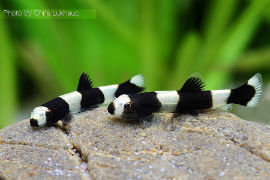 Yaoshania pachychilus - Panda Schmerle