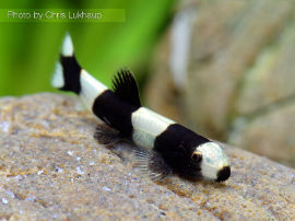 Yaoshania pachychilus - Panda Schmerle